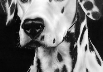 Dalmatian