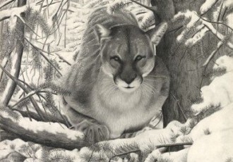 “Mountain Lion Hideout”, Graphite Pencil Drawing, 14” x 17”