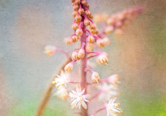 “Tiarella” Photo-based Digital Art, Various Sizes by artist Laura Berman. See her portfolio by visiting www.ArtsyShark.com