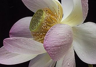 “Lotus on Black” Photography Giclee on Stretched Canvas, 16” x 20” by artist Nancy Ridenour. See her portfolio by visiting www.ArtsyShark.com