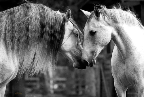 Photography by Nathalie Ferrato. See her work in the article Art of the Horse at www.ArtsyShark.com