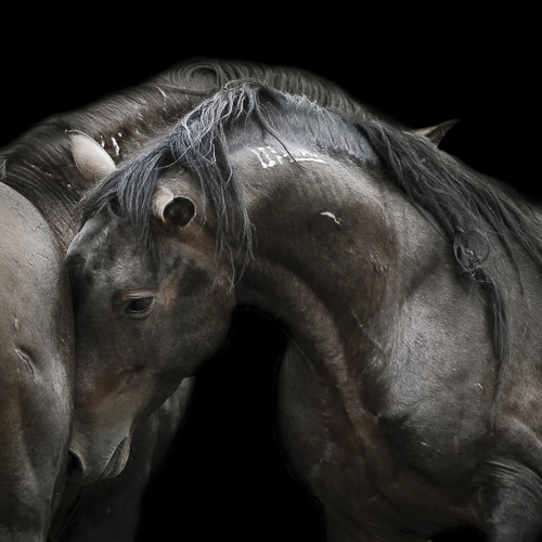 "Seeking Solace" photograph by Tori Gagne. See her featured in Art of the Horse on www.ArtsyShark.com