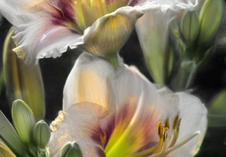 “Soft Touch” Photography, Various Sizes by artist F. M. Kearney. See his portfolio by visiting www.ArtsyShark.com