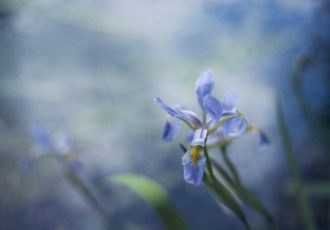 "Blue Iris on Pond" Photographic Print on Archival Canvas, 45" x 30" by artist Kathleen Hall. See her portfolio by visiting www.ArtsyShark.com