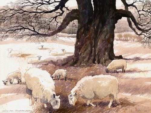“Grazing Sheep, Gloucestershire, England” English landscape with grazing sheep in the foreground, watercolor by Mark Bird