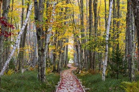 Stunning Digital Photography of Nature by Cheryl Harris I Artsy Shark