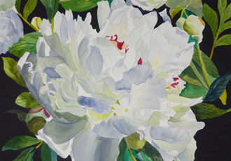 Watercolor painting of a white peony by Tanis Bula