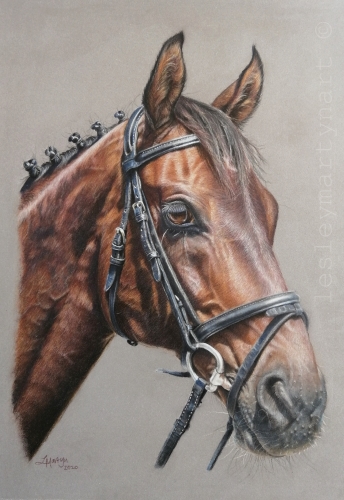 Realistic and Detailed Color Pencil Art by Lesley Martyn I Artsy Shark