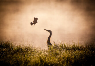 photo of an egret and flying bird at the lake