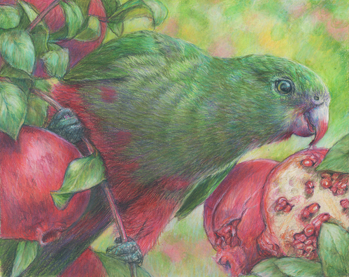 colored pencil drawing of a parrot and pomegranate