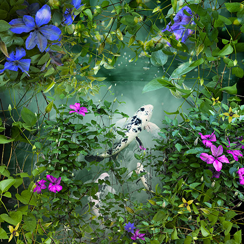 koi and clematis digital collage
