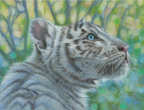 colored pencil wildlife drawing of a big cat