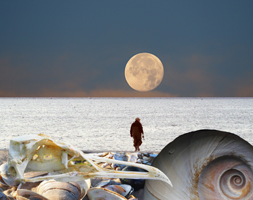 photomontage of shells at the beach