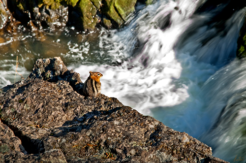 photo of a chipmunk near a waterfall
