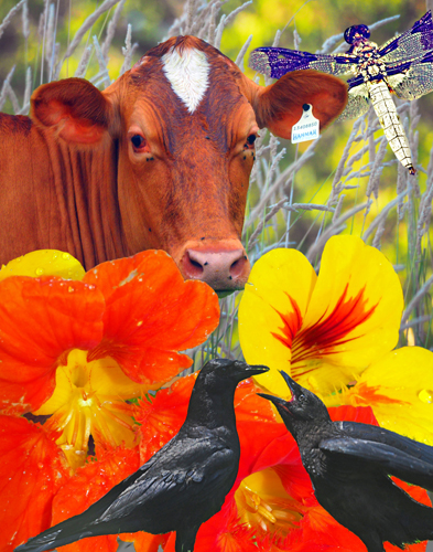 photomontage of cows and flowers