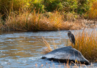 photo of a heron on a river