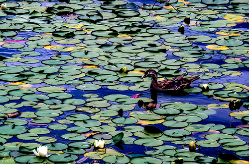 photo of a duck floating in waterlilies