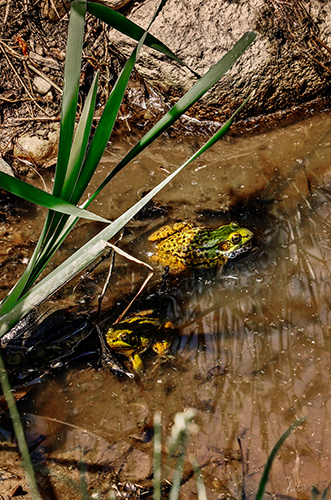 photo of two frogs in the water