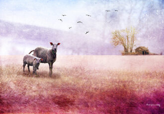 dreamlike photo of ewe and lamb in pink field