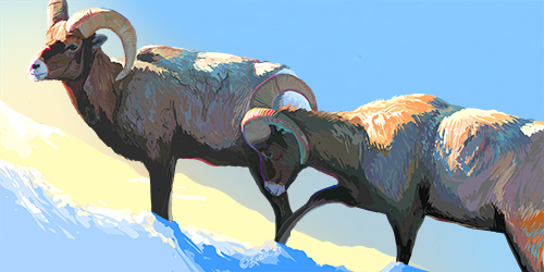 digital painting of bighorn sheep in winter