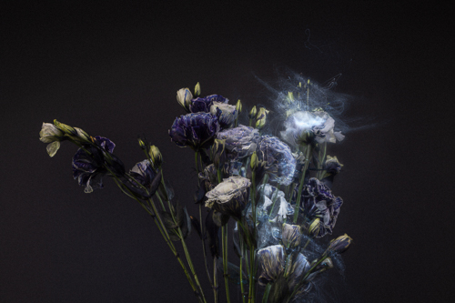 dramatic floral photography