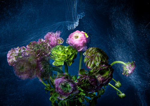 Dramatic floral portrait by Madeleine Farley