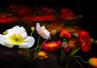 striking floral photography taken in darkness