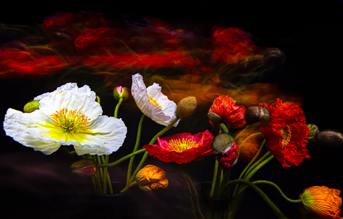 striking floral photography taken in darkness