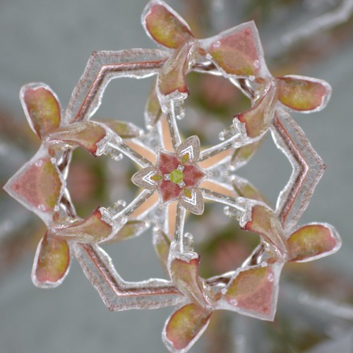 kaleidoscopic image from a photo of branches covered in ice