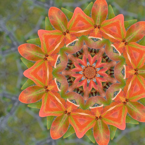 kaleidoscopic image of a photographed flower