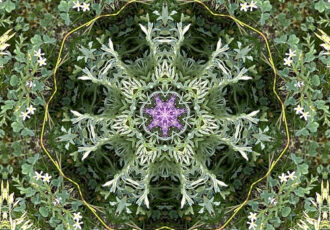 kaleidoscopic image taken from nature photo