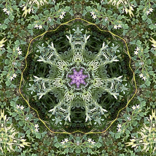 kaleidoscopic image taken from nature photo