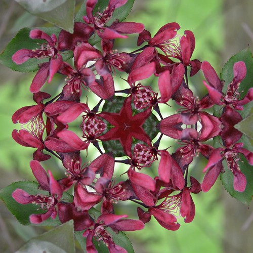 kaleidoscopic photo taken from images of tree buds