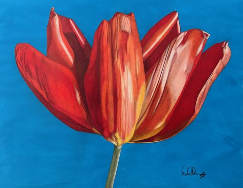 color pencil and mixed media drawing of a tulip