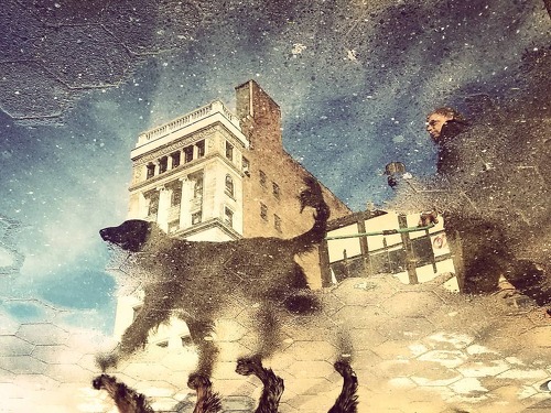 photo of a building and dog with distorted reflection