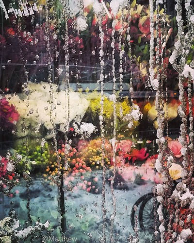 photograph of a reflection of flowers in a NYC window