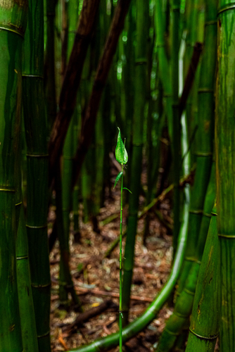 fine art photo of a jungle in Maui