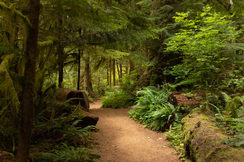 Fine art photograph forest path