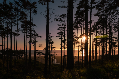 photograph woods at sunset