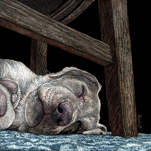 scratchboard drawing of a dog sleeping