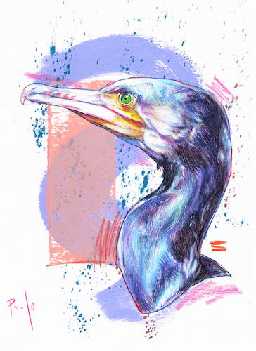 colorful painting of a great black cormorant