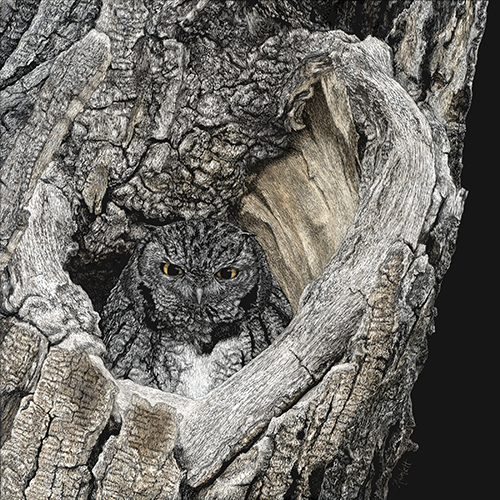 scratchboard drawing of an owl