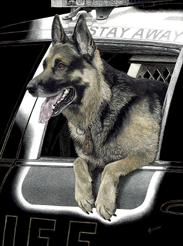 Scratchboard portrait of a police canine