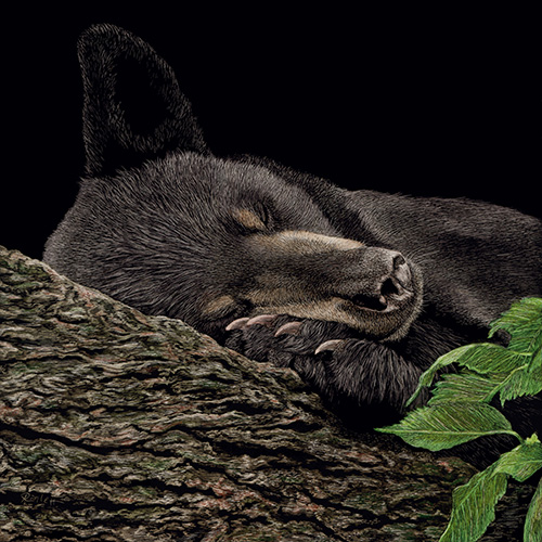 scratchboard drawing of a bear sleeping