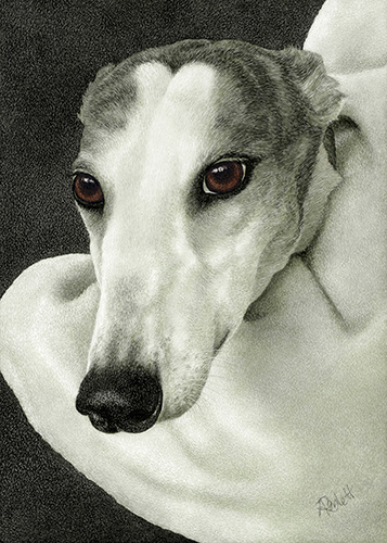 scratchboard drawing of a greyhound