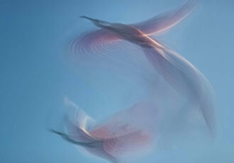 abstract photo of birds in flight