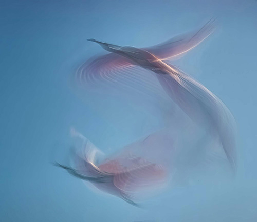 abstract photo of birds in flight