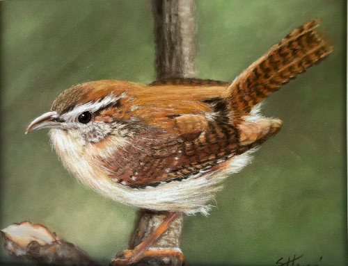 pastel drawing of a house wren