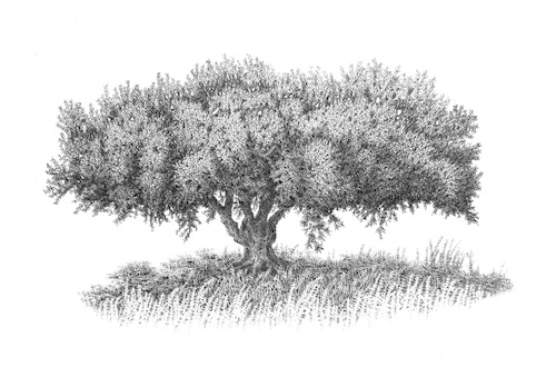 detailed black and white lithograph of a tree with broad branches