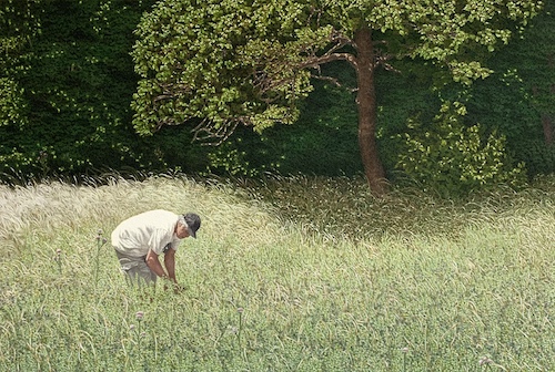 artwork depicting a man picking oregano in Greece